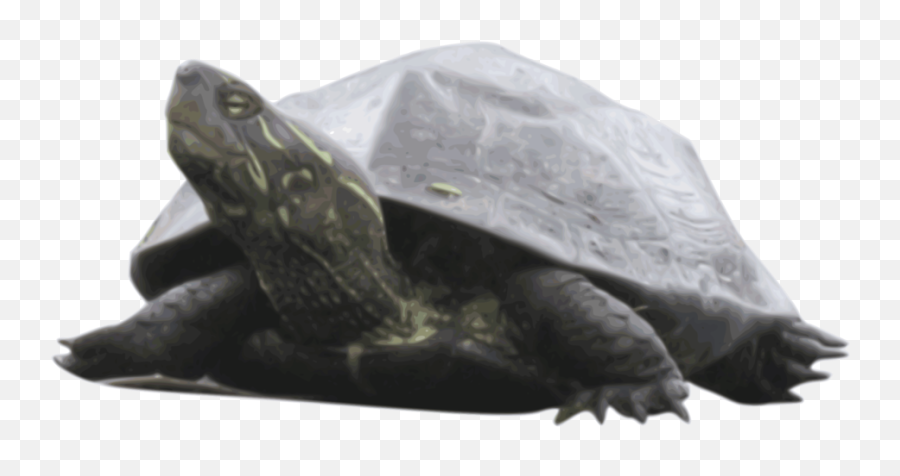 Turtlereptiletortoise Png Clipart - Royalty Free Svg Png Emoji,Turtle Clipart Free