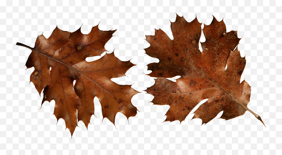 Download Brown Autumn Leaves Png Image - Autumn Leaf Png Brown Leaves Png Emoji,Leaves Png