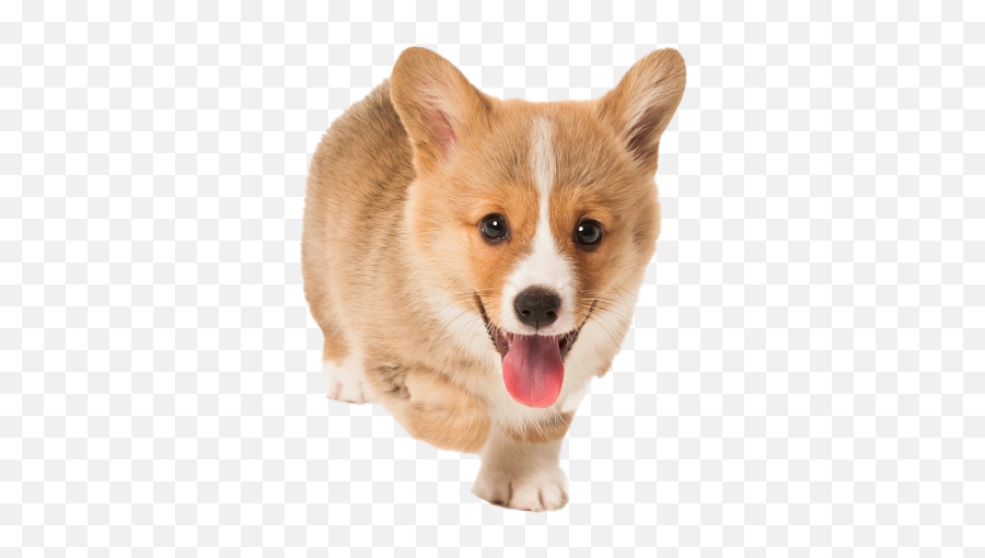 Corgi Png Transparent Picture - Cute Puppy Transparent Background Emoji,Corgi Transparent