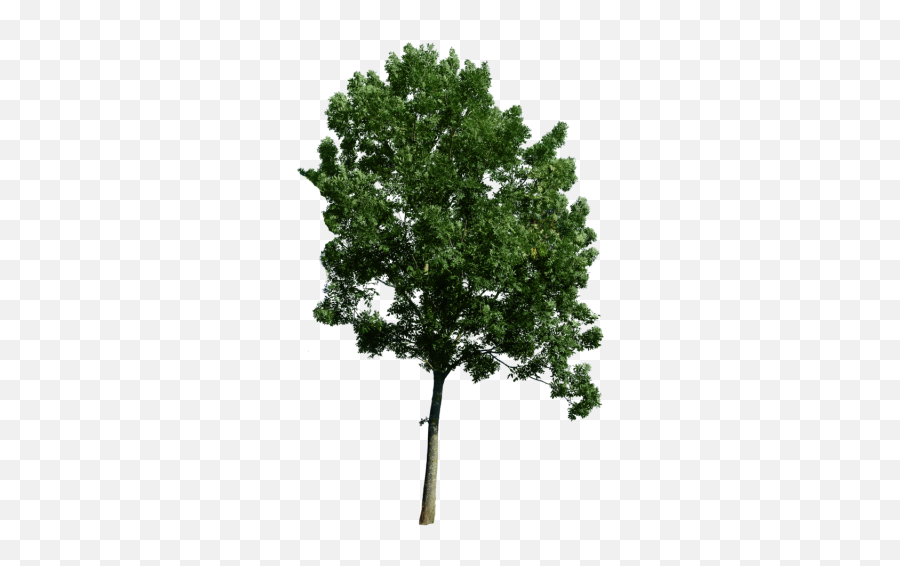 Top Tree Png Top Tree Transparent - Architecture Tree Section Png Emoji,Trees Png