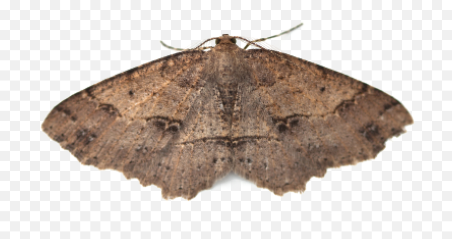 Moths - Brown Moth Emoji,Moth Transparent