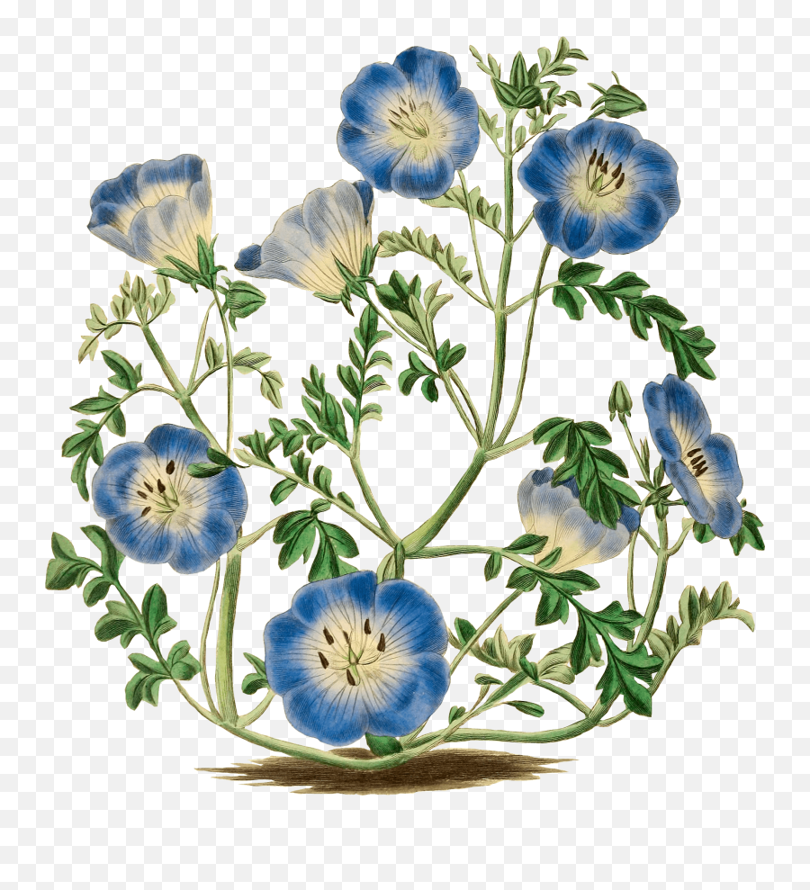 Blue Flowers Clipart - Baby Blue Eyes Flower Illustration Emoji,Blue Flower Clipart