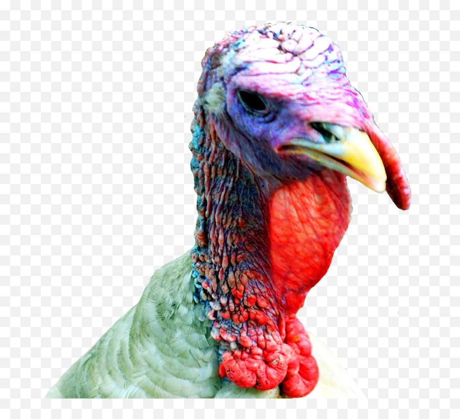 Happy Thanksgiving Clipart - Turkey Head Transparent Emoji,Thanksgiving Turkey Clipart