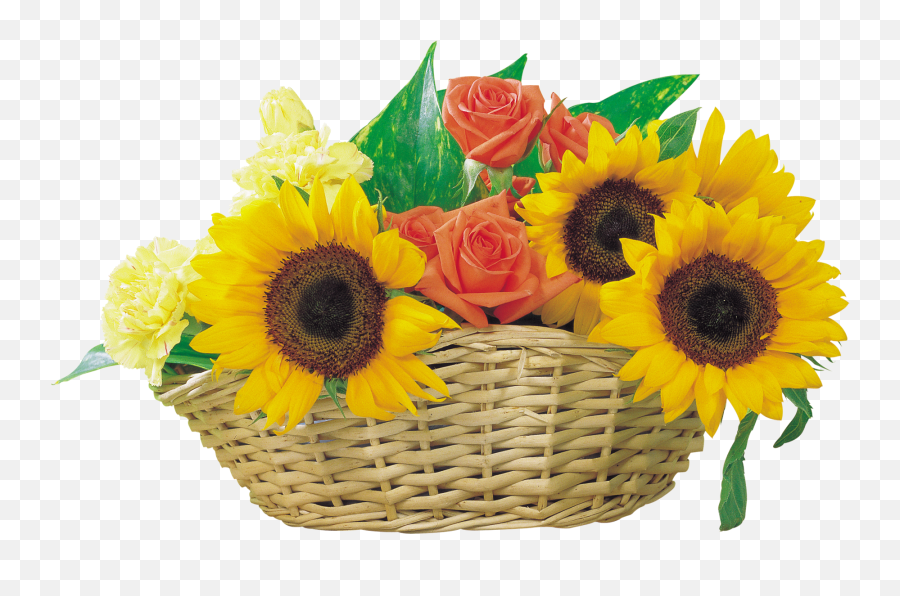 Common Sunflower Clip Art - Sunflower Photos Png Download Sunflower Clipart In A Basket Emoji,Sunflower Clipart Png