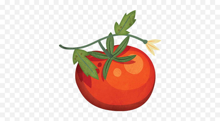 Tomato - Tomato Grow Clipart 500x500 Png Clipart Download Emoji,Grow Clipart