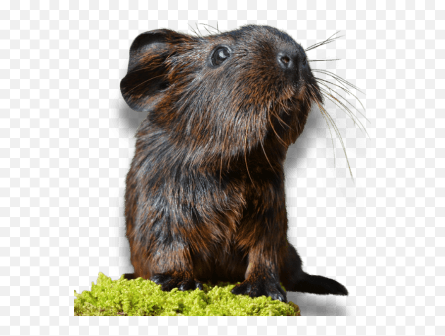 How Do I Look After My Guinea Pig Care Information For Your Emoji,Guinea Pig Png