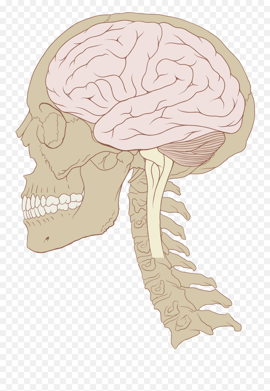 Human Brain - Wikipedia Skull And Brain Png Emoji,Brain Transparent