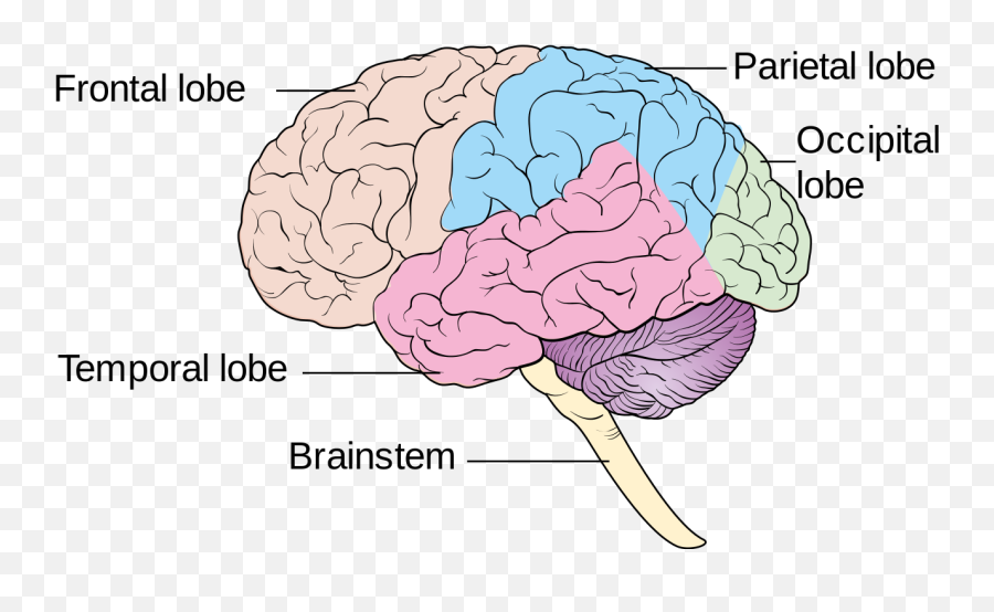 Brain Ap Psychology Clip Art Library - Brain Diagram Clipart Png Emoji,Psychology Clipart