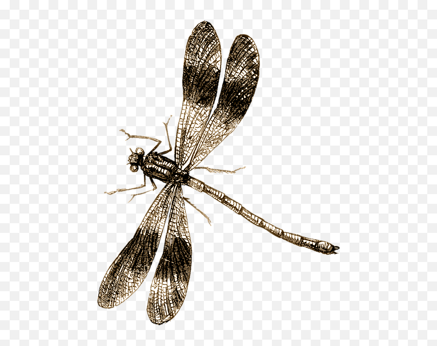 17 Dragon Fly Ideas Dragonfly Wings Png Insects - Transparent Background Png Dragonfly Drawing Png Emoji,Dragonfly Png