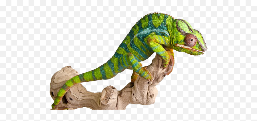 Chameleon Reptile Png Picture - Chameleons Png Emoji,Chameleon Png