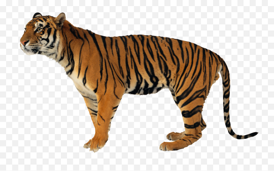 Tiger Png Clipart Background - Tiger Png Emoji,Tiger Png