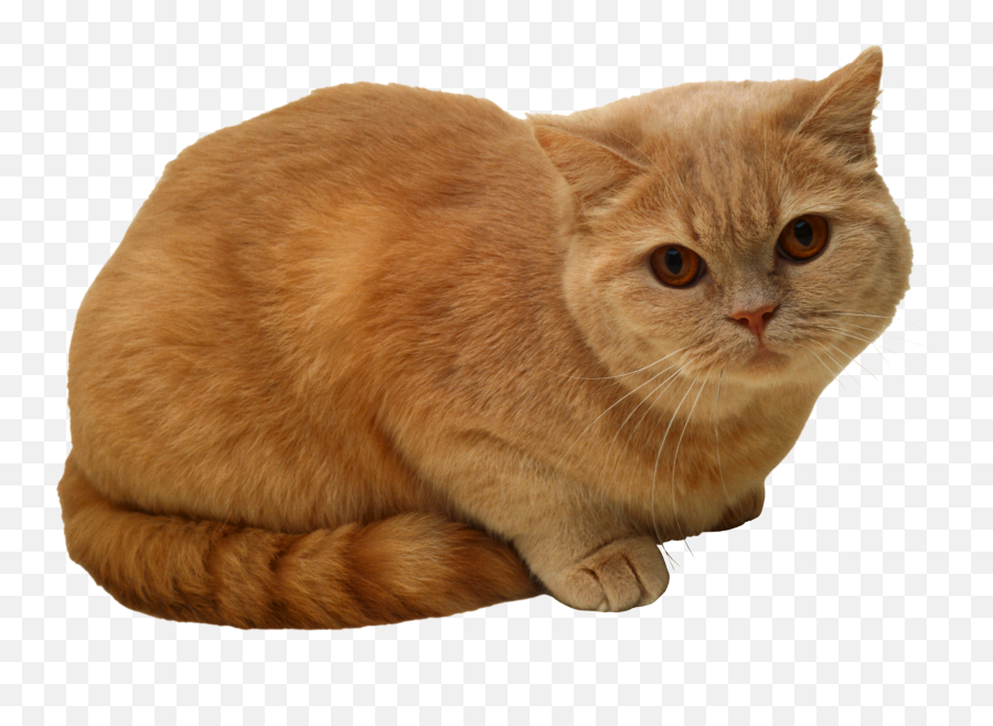 Download Sitting Cat Png Png Image For Free - Sitting Cat Png Emoji,Cat Png