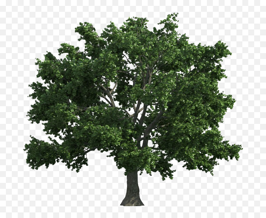 Oak Png Clipart Png All - Transparent Teak Tree Png Emoji,Woody Clipart