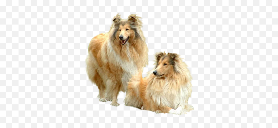 Two Collie Dogs - Joyeux Anniversaire Gif Colley Emoji,Dogs Png