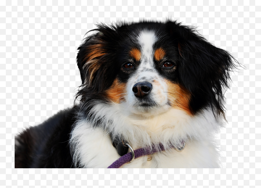 Dog Isolated Animal Mammal Cute Purebred Dogdog Emoji,Cute Dog Png