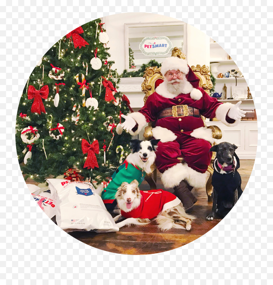 A Petsmart Christmas - Poodle Transparent Png Free Emoji,Petsmart Logo Png
