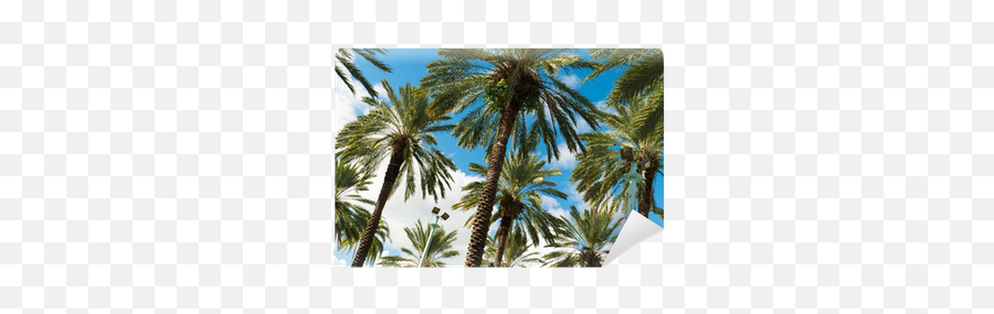 South Beach Palm Trees Wall Mural U2022 Pixers - We Live To Change Fresh Emoji,Palm Trees Png