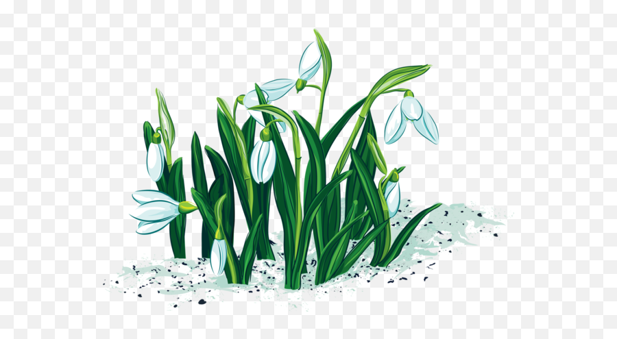 Fleurs - Page 4 Snowdrop Plant Clip Art Flower Art Emoji,Vhs Clipart