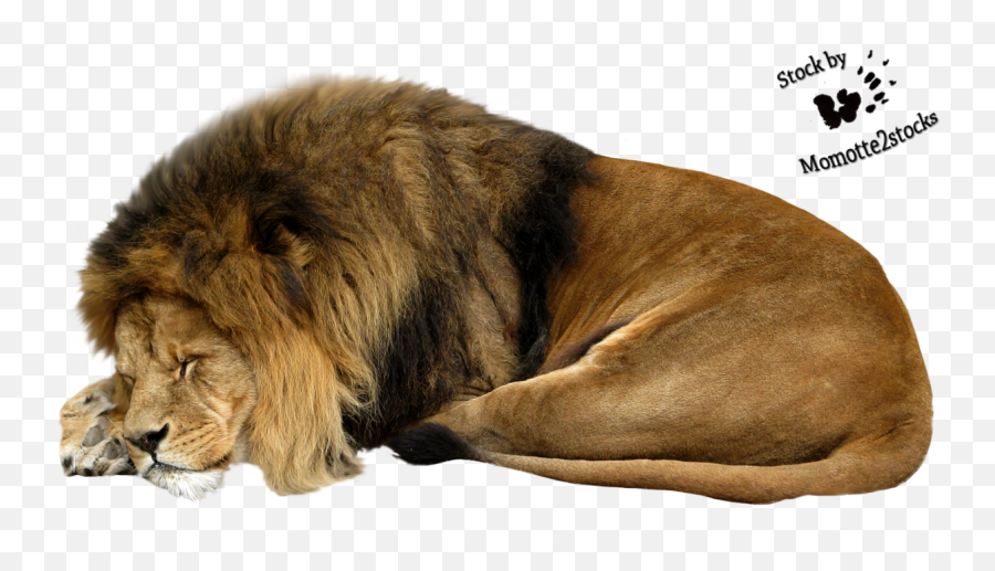 Lion Icon Png - Lion Sleeping Png Sleeping Lion Clipart Sleeping Lion White Background Emoji,Lion Clipart