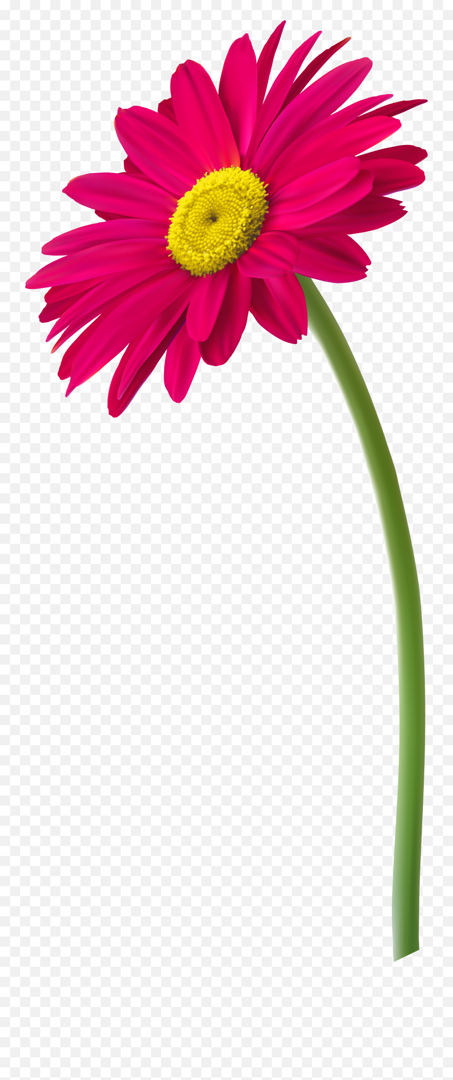 Flowers In Vase Clipart Transparent Png - Pink Gerber Daisy Transparent Background Emoji,Vase Clipart