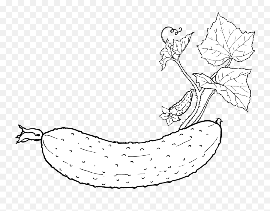 White Cucumber Clipart - Fresh Emoji,Cucumber Clipart