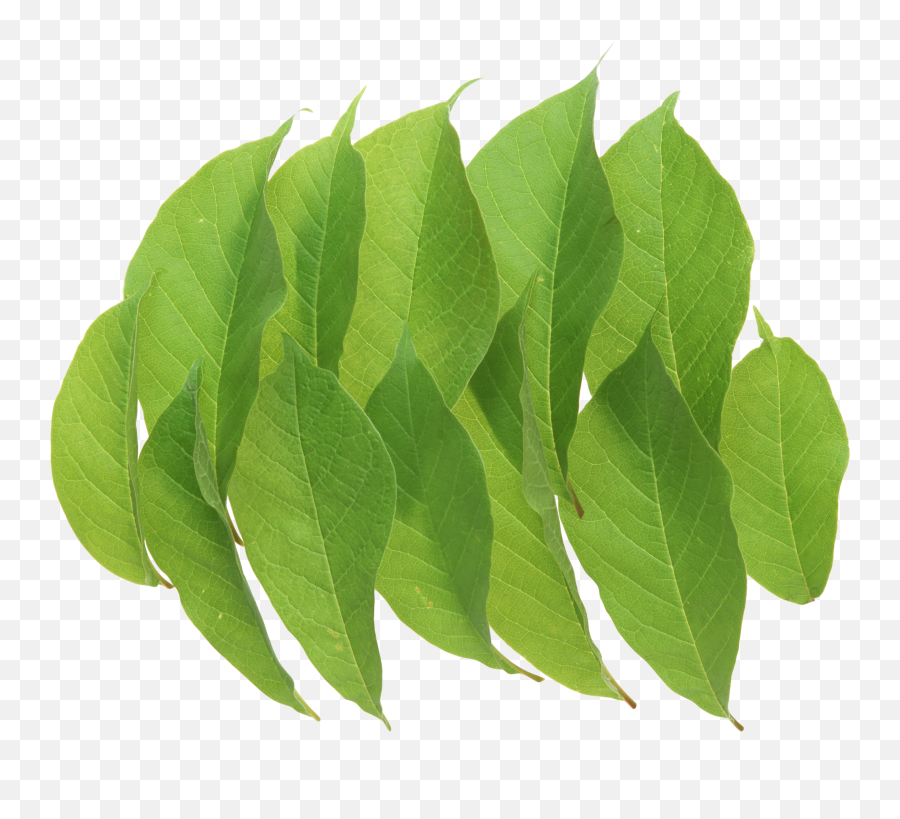 Download Green Leaves Png Image For Free Emoji,Leaves Png