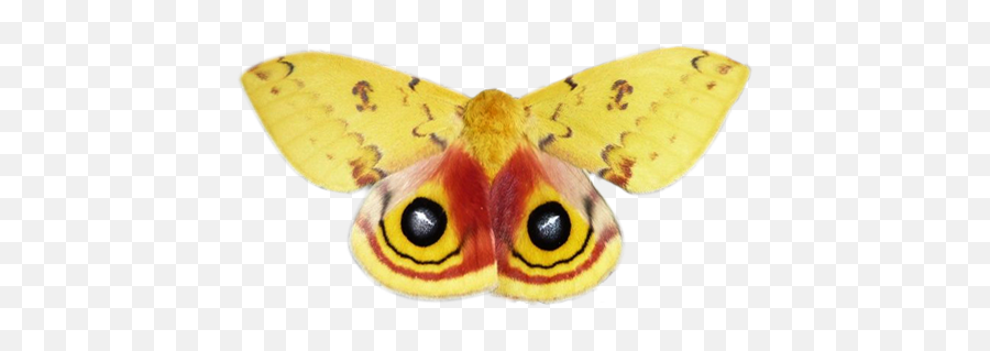 Nmw Team - Io Moth Underwing Emoji,Moth Transparent