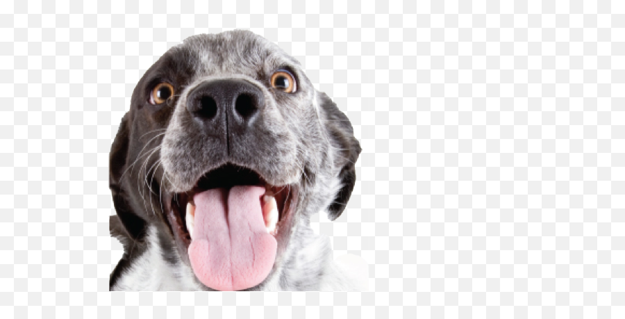 Download Happy Dog Png Library - Transparent Happy Dog Png Emoji,Dogs Png