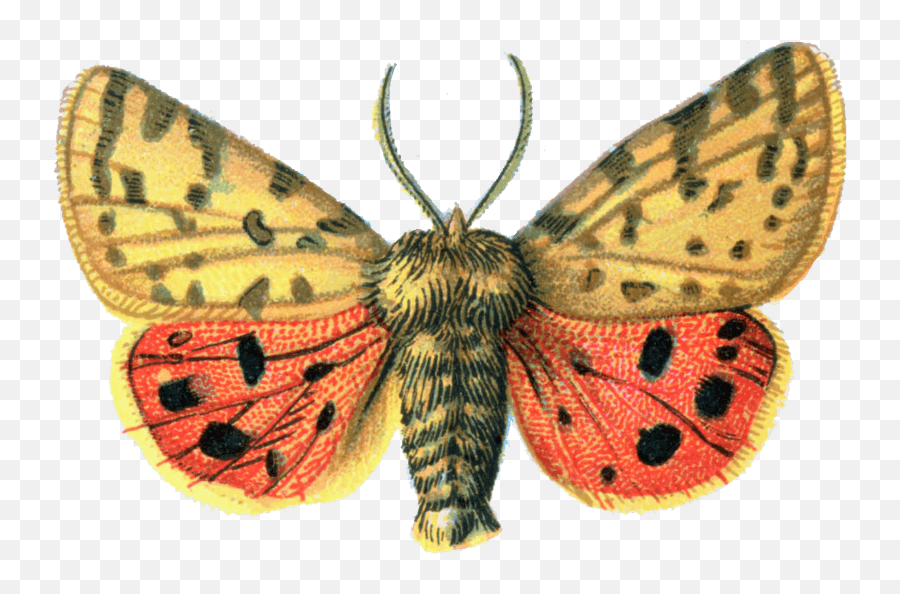 Free Moth Png File - Moth Butterfly Vintage Transparent Emoji,Moth Png