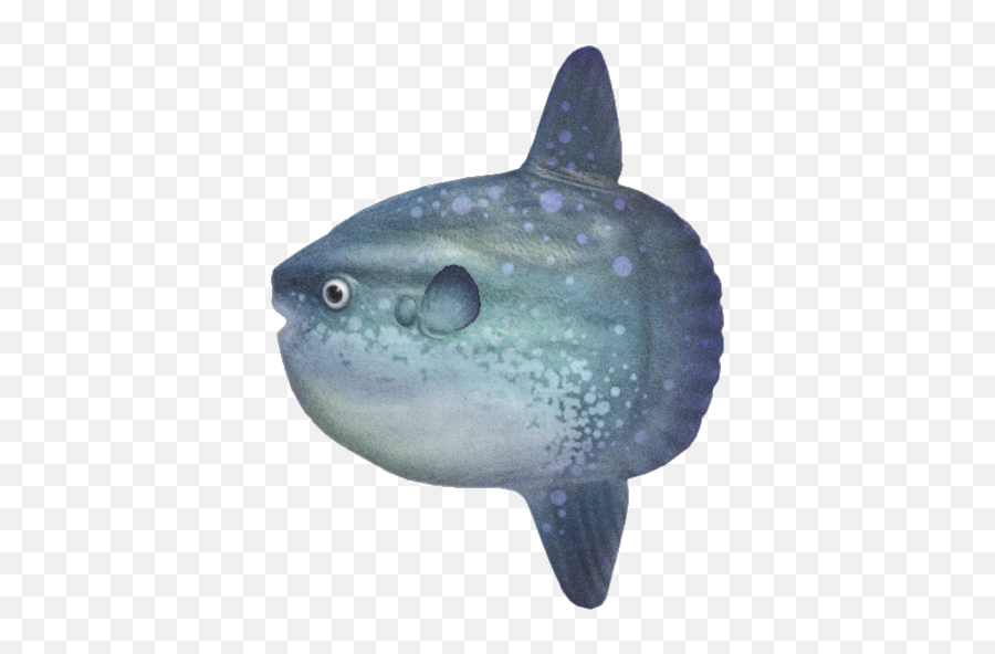 Ocean Sunfish Animal Crossing Wiki Fandom Emoji,Transparent Ocean