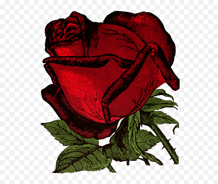 Vintage Rose Bloom - Free Image On Pixabay Emoji,Vintage Roses Png