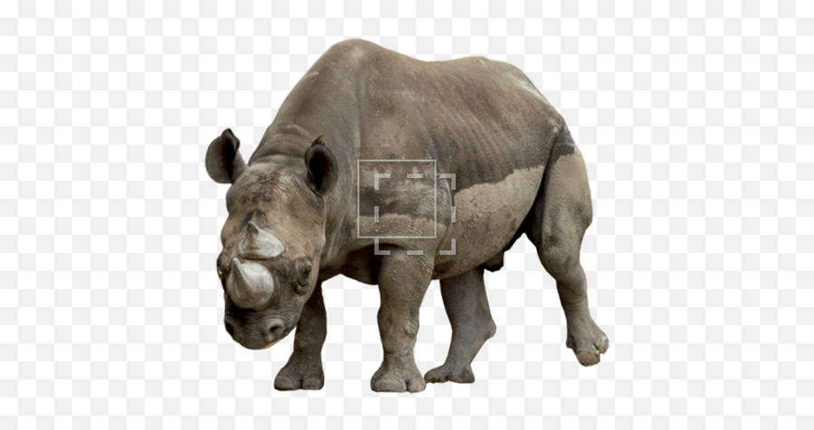 Rhino Kicking In The Dirt - Immediate Entourage Black Rhinoceros Emoji,Dirt Png