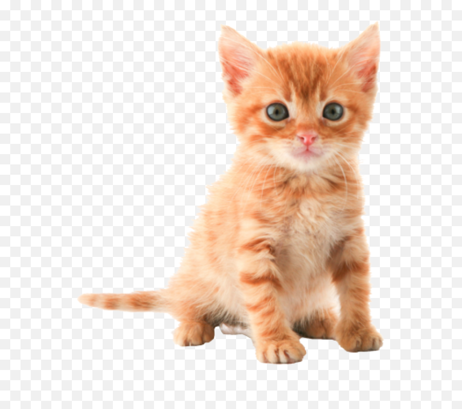 Cat Png Images - Cute Kitten Png Emoji,Cat Png