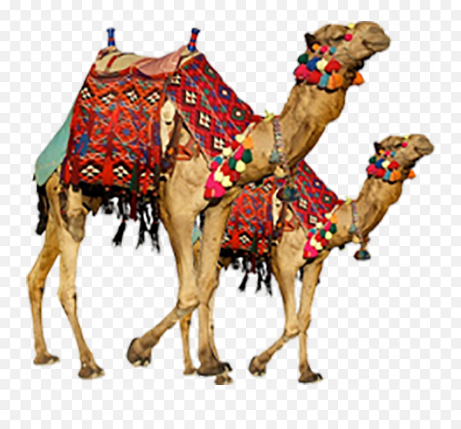 16 Transparent Camel Png Full Hd Png Download 2021 Emoji,Camel Transparent Background
