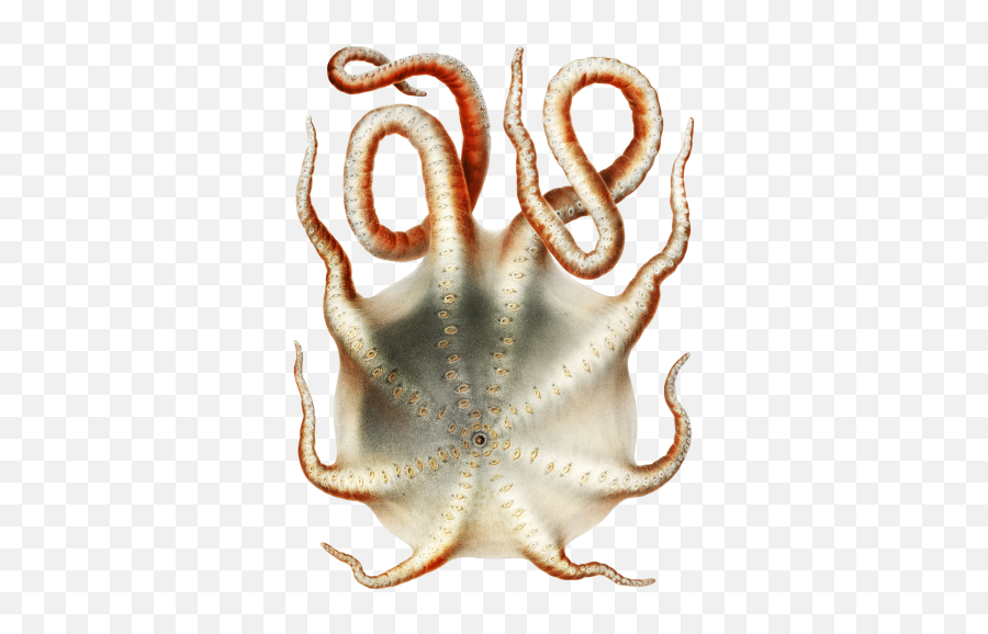 Octopus Octopus Vintage Art Free Stock Photo - Public Domain Emoji,Octopus Clipart Free