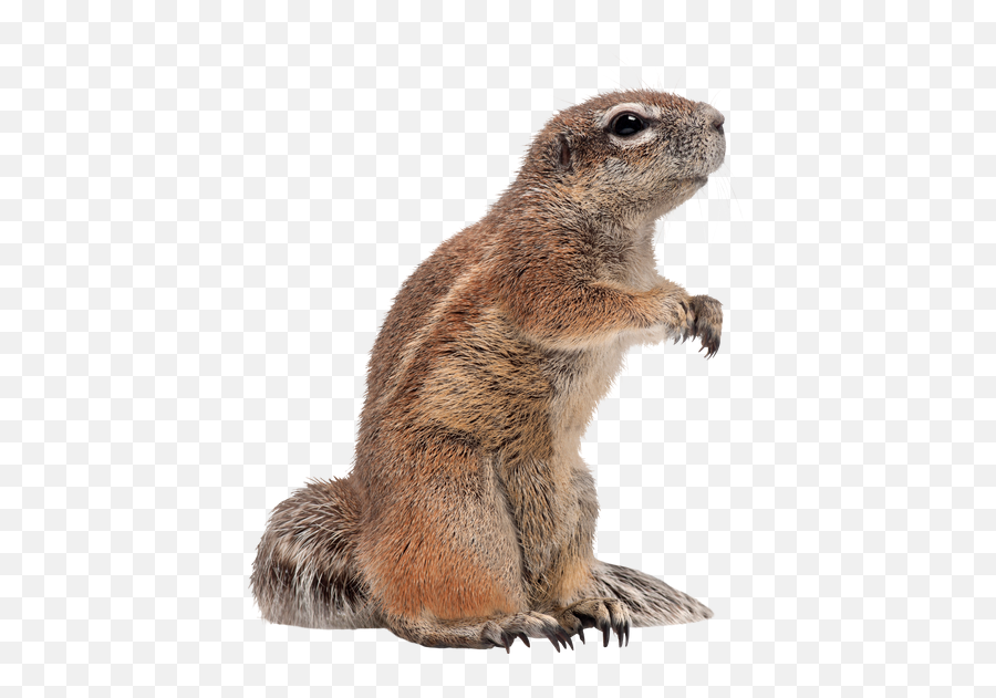 Ground Squirrel Emoji,Squirrel Png