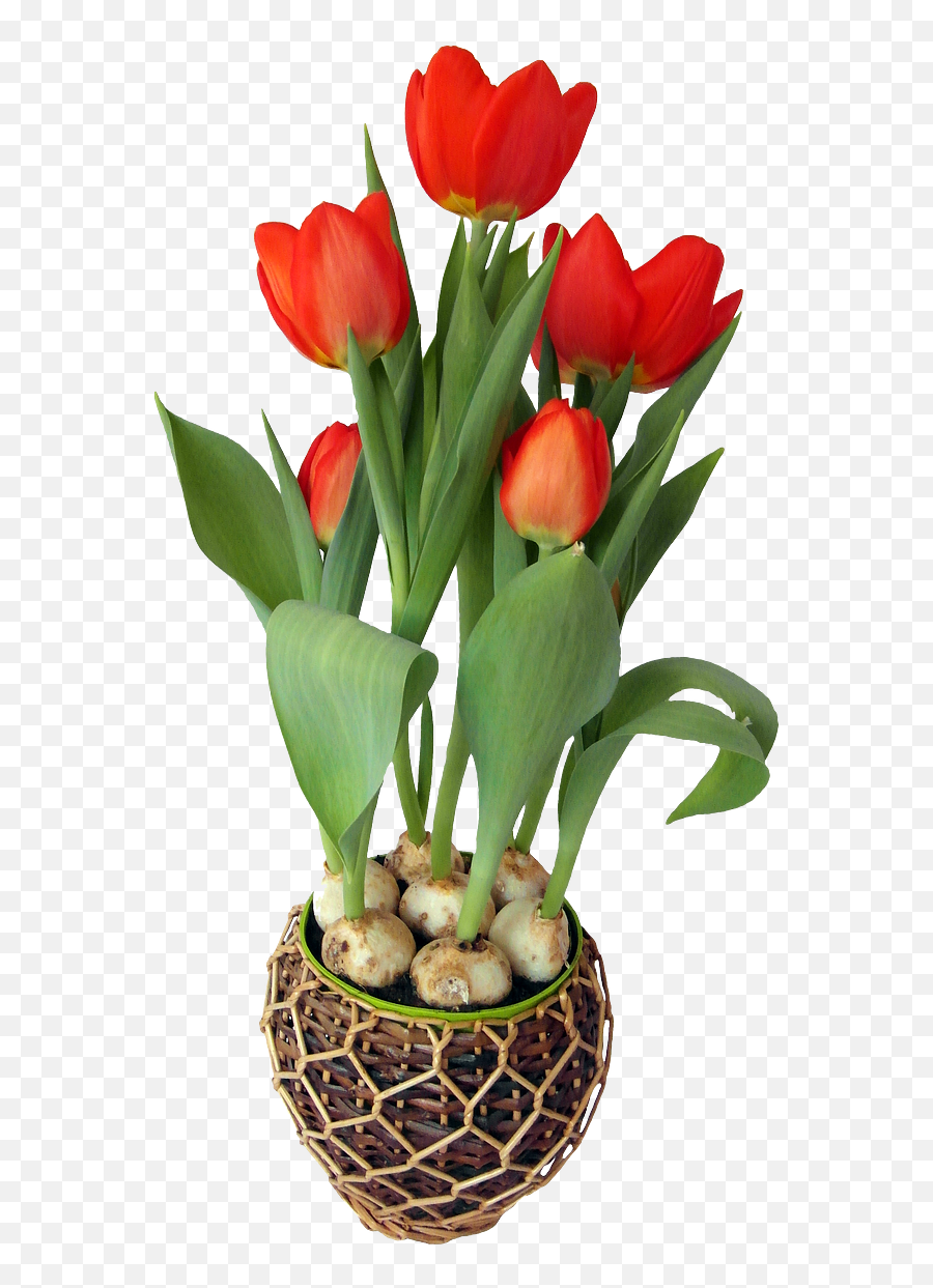 Tulip Flower In Pot - Png Format Flower Pot Png Clipart Flower In Pot Png Transparent Emoji,Flower Pot Clipart