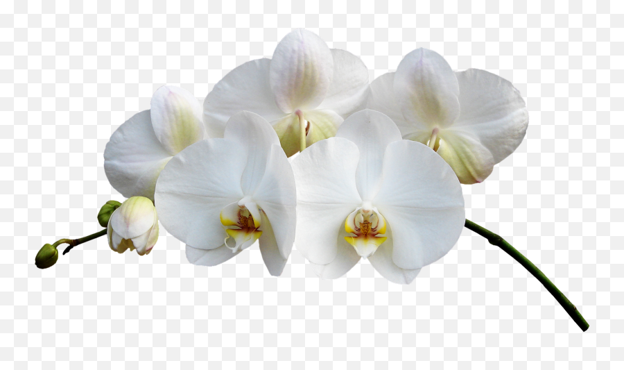 26 Clip Artflowersorchid Ideas Flowers Orchids - Transparent Background White Orchid Png Emoji,Orchid Clipart