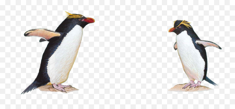 Penguin - Macaroni Penguin White Background Emoji,Penguin Transparent