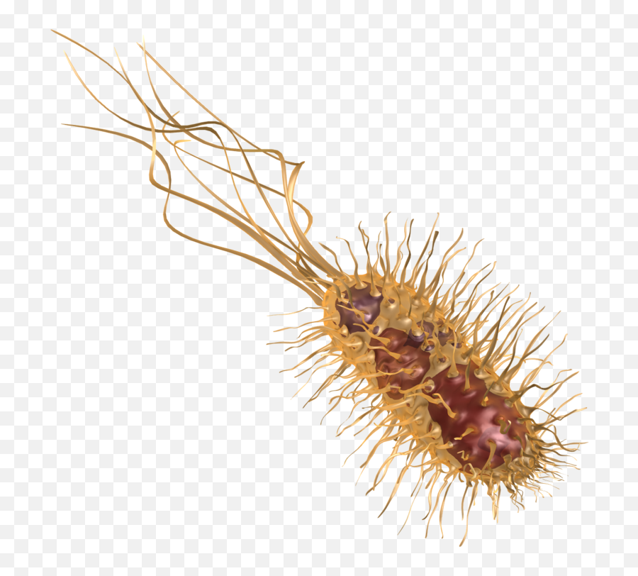 Common Bacteria 10016 - Moving Pictures Of Animated Bacteria Parasitism Emoji,Bacteria Png