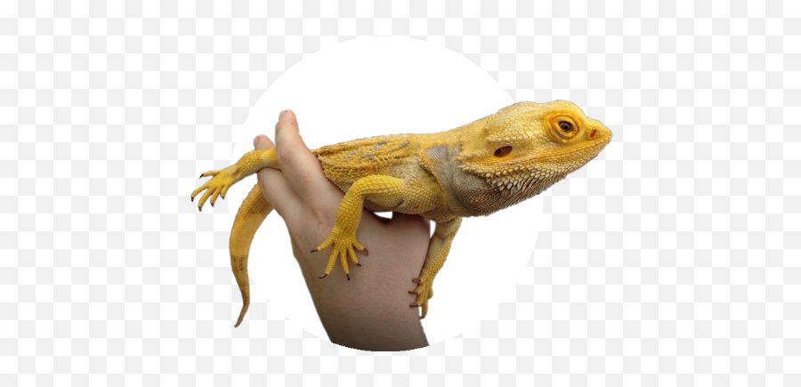 Bearded Dragons - Chameleons Emoji,Bearded Dragon Png