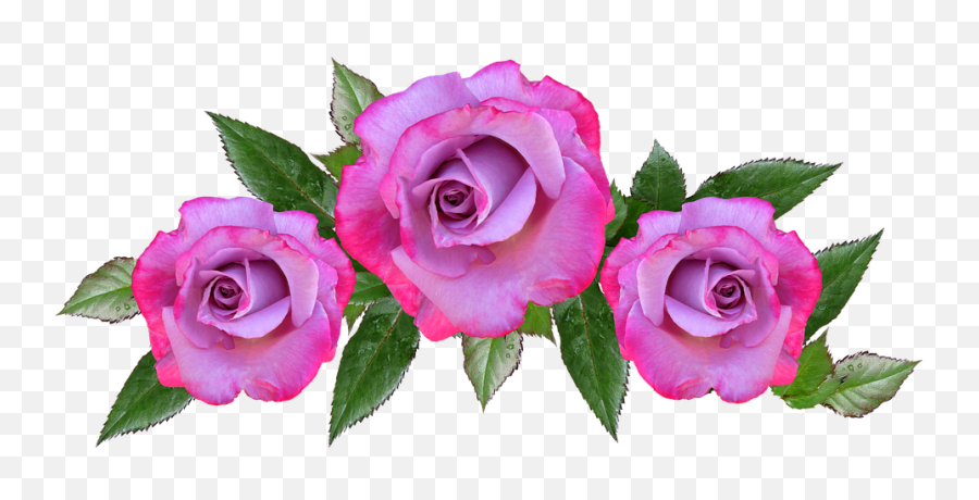 Download Rose Flower Floral Petal Anniversary - Blue Rose Flowers Png Emoji,Floral Png