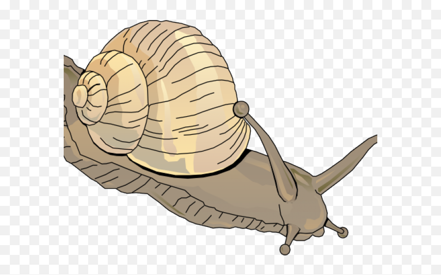 Snail Clipart Water Snail - Aquatic Snail Clipart Emoji,Snail Png