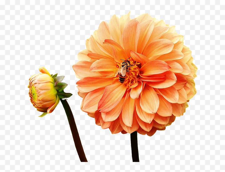 Yellow Orange Flowers Png Png Download Emoji,Orange Flowers Png