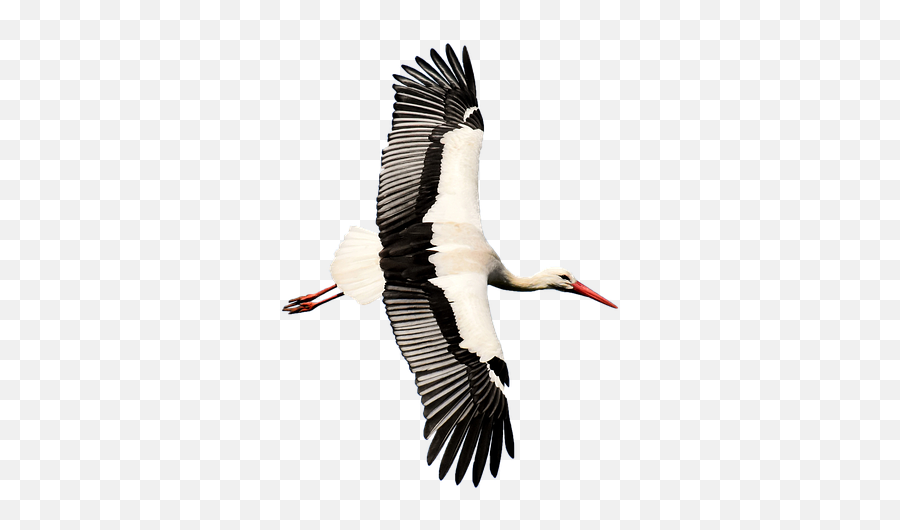 Transparent Stork Png Image With No Emoji,Stork Png