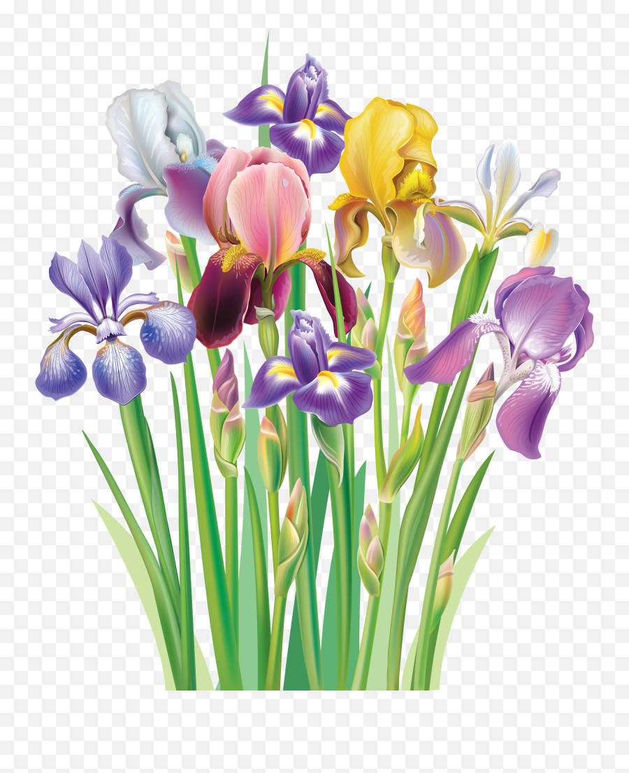 Iris Flowers 2962x3500 Clip Art Clipart Images Iris Flowers - Vintage Iris Flowers Free Clip Art Emoji,Flowers Clipart
