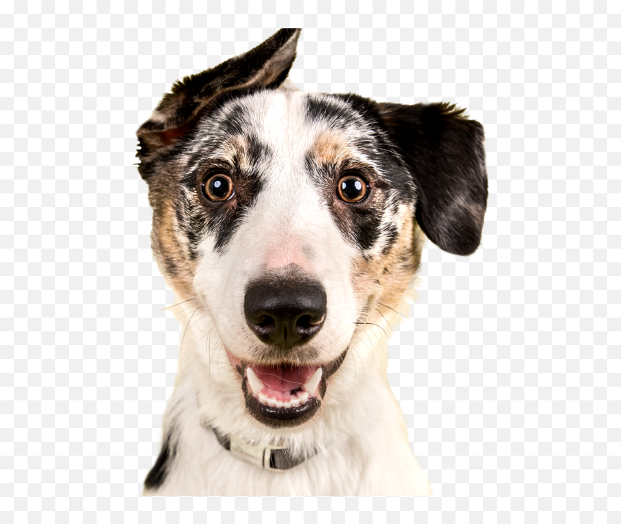 Dog Adoption Search By Breed Size Age And Location Emoji,Cute Dog Png
