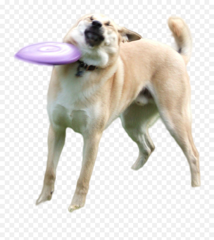 Download Doge Png - Frisbee Dog Meme Emoji,Doge Png