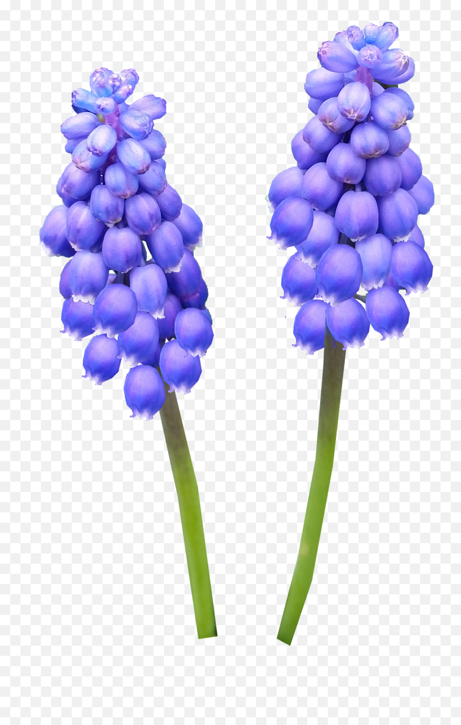 Hyacinth Bulb Blue Flowerhyacinth Bulb Blue Flowerpng Emoji,Blue Flower Png