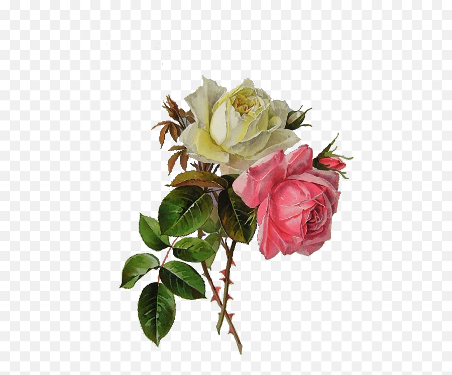 Download Rose Vintage Roses Vintage Floral Botanical Emoji,Vintage Roses Png